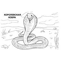 raskraska-kobra14