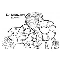 raskraska-kobra40