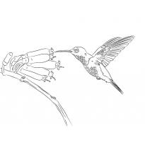 raskraska-kolibri10