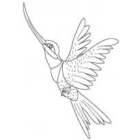 raskraska-kolibri4