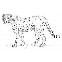 raskraska-gepard35